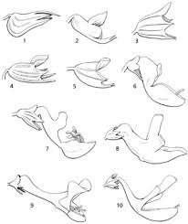 Image result for Coleus kapatensis