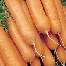 Scarlet nantes carrot seeds are one of the most popular carrots to grow. Carrot Seeds Scarlet Nantes Sow Easy Mckenzie Seeds