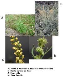 Ambroisie à feuilles d'armoise (ambrosia artemisiifolia l.) Proteines A La Une Les Amb Fer De Lance De L Ambroisie Par Sylvie Dethiollaz