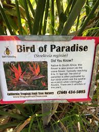 Farm life tropical foliage is a wholesale nursery in unincorporated dade county florida. California Tropical Fruit Tree Nursery Home Facebook