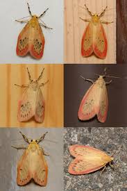 t-moth.jp