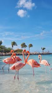 Fernando De Noronha Truly Paradisiac Ocean Wallpaper Summer Wallpaper Flamingo Pictures