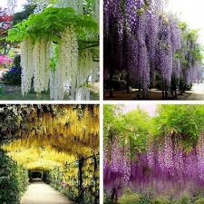 Check spelling or type a new query. Hanging Artificial Silk Wisteria Fake Garden Flowers Plants Vines Decor Ebay