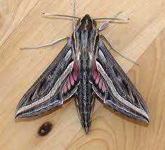 Image result for Hippotion celerio