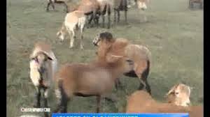 Creste interesul pentru oaia de Camerun