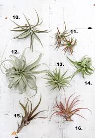 Air plants, also known by their scientific name tillandsias, are easily identifiable by their small structure and lack of roots. What Type Of Air Plant Do I Have Identify And Care For Common Varieties Air Plant Flower Types Of Air Plants Air Plants