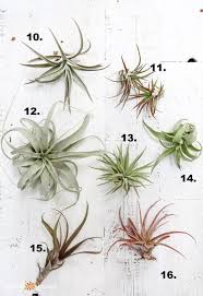 Explore brushwood09's photos on flickr. What Kind Of Tillandsia Do I Have Identify And Care For Common Air Plant Varieties Garden Therapy Air Plant Flower Hanging Air Plants Air Plants