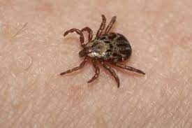 Identifying Ticks First Step In Preventing Lyme Disease Small Farm Sustainability