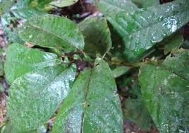 Image result for Sabicea bequaertii