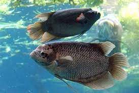 Apabila sobat mengalami mimpi ini, maka hal ini merupakan sebuah pertanda baik. Mimpi Melihat Ikan Gurame Besar Dan Banyak Artinya Akan Mengemban Tugas Besar Primbon88 Com