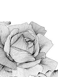 Here, we will hook you up with various coloring pages. Free Rose Coloring Pages For Adults Printable To Download Rose Coloring Pages