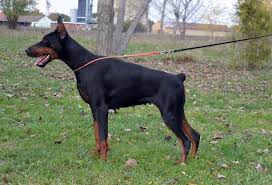 Arlo is on meds for his heartworm positive condition. Young Doberman Pinscher Female For Sale In Netherlands Pwg Petworldglobal Com