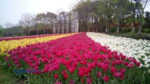 Muzika musim luruh is now known as muzika 2011! My China Trip Shanghai Day 3 Berjuta Tulips Di Shanghai Flower Port