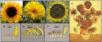 Floral Symmetry In Sunflower And The Similarity Of The Double Flowered Download Scientific Diagram