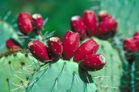 These cacti produce flowers that tend to open in the evening and at night, are less brightly colored than is typical of other cactus flowers, exude a i hope you have enjoyed this look into the amazing cactus adaptations that help these plants survive in desert environments. Pin On Plants
