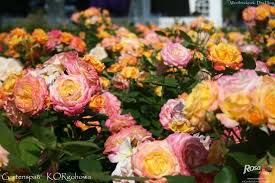 Gartenspass Rose Photo Rose Photos Rose Flowers