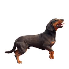 Image result for slovenský kopov