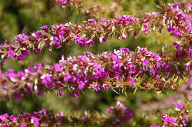 Image result for Muraltia