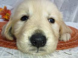 The golden retriever puppies and dogs on this page are. Shades Of Golden Home Facebook