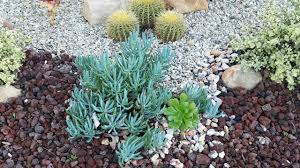 Image result for Senecio striatifolius