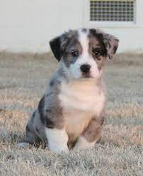 › puppies for sale near me. Sam Blue Merle Male An Auggie Is 1 2 Pembroke Welsh Corgi 1 2 Mini Australian Shepherd For More Inf Pembroke Welsh Corgi Puppies Welsh Corgi Puppies Corgi