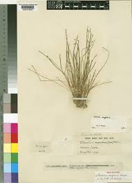 Image result for Eleocharis minuta