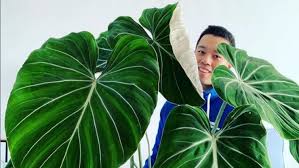 Dat betekent goddelijke baksels, tranen van geluk en complimenten van de jury. Chun In Heel Holland Bakt Sterren Op Tv