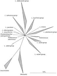 Hear avicii's second posthumous single 'tough love'. The Genera Lactobacillus And Carnobacterium Springerlink