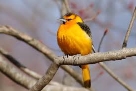 Bullock's oriole juvenile baltimore oriole. Bullocktrupial Ebird