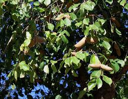 Image result for Diplorhynchus