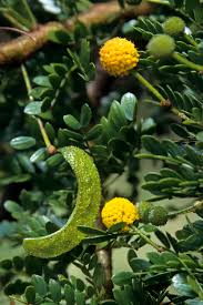 Image result for Acacia borleae