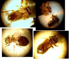 Psocoptera Identification De Minuscules Insectes Dans Cuisine Le Monde Des Insectes