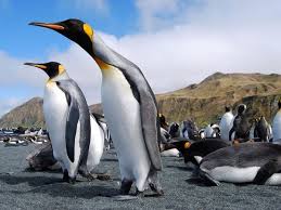 Australia Photos National Geographic Macquarie Island Australia Photos Australia Animals