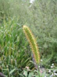Image result for Setaria pumila