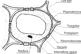 Nov 28, 2019 · a hypotonic solution refers to when one solution has less solute than another. 2 Plant Cell Simplified Download Scientific Diagram