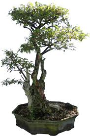 It has a size of 1x1 squares. 20 Inspiration Crepe Myrtle Bonsai Care Pink Wool