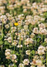 Impact Of Harsh Environmental Conditions On Nodule Formation And Dinitrogen  Fixation Of Legumes | IntechOpen