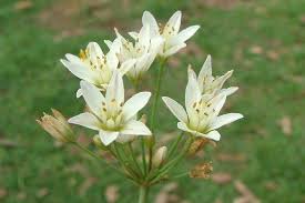 Image result for Nothoscordum borbonicum