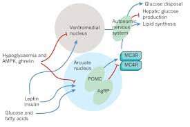 This was an overview of the human nervous system function and structure along with a labeled diagram. Central Nervous System Control Of Metabolism Nature