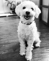 Angie Malek's Instagram, Twitter & Facebook