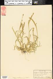 Image result for Tragus berteronianus