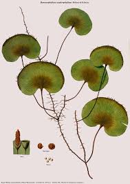Image result for Hymenophyllum capillare