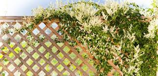 We did not find results for: Top 10 Climbing Plants For Fences Trellis Pyracantha Co Uk