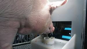 Pigs can play video games with their ...