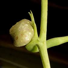 Image result for Dioscorea asteriscus