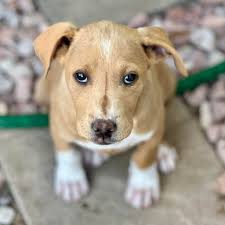 Lab mix pups for adoption! 12 weeks old, fully vetted, well socialized!  Apply at www.milehighcanine.org. Adoption fee applies!