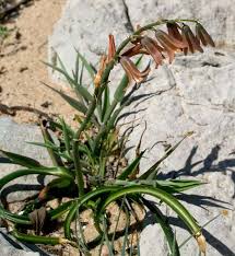 Image result for Dipcadi viride