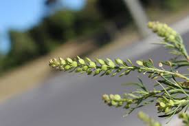 Image result for Lepidium bonariense
