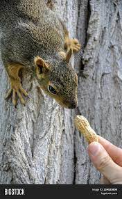 Fox Squirrel On Tree Image Photo Free Trial Bigstock Fox Squirrel Squirrel Photo