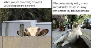 You may also assume that most funny memes are sarcastic, if not those other things. Memebase Wholesome Memes Page 2 All Your Memes In Our Base Funny Memes Cheezburger